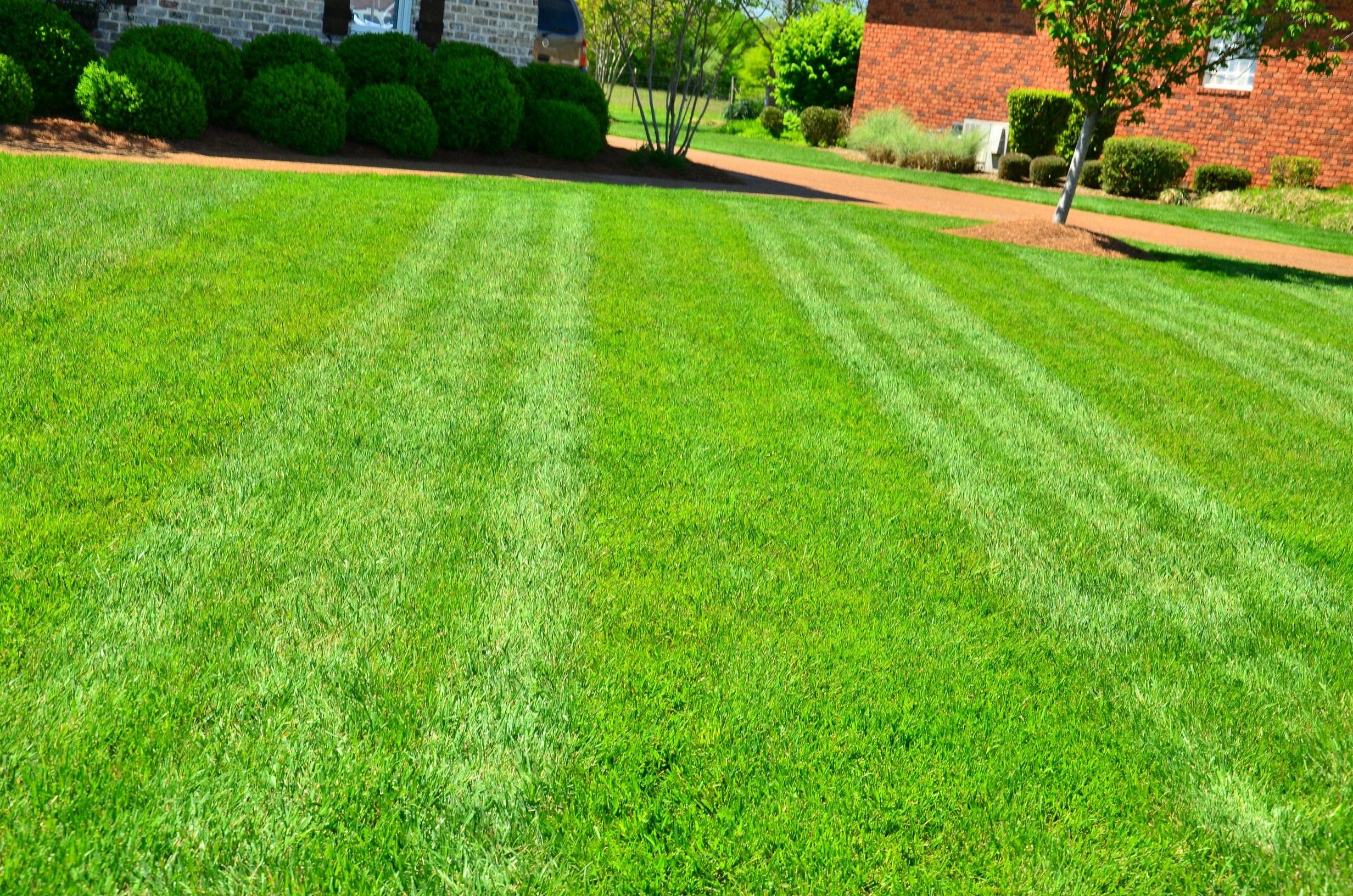 lawn_care_lawn_maintenance